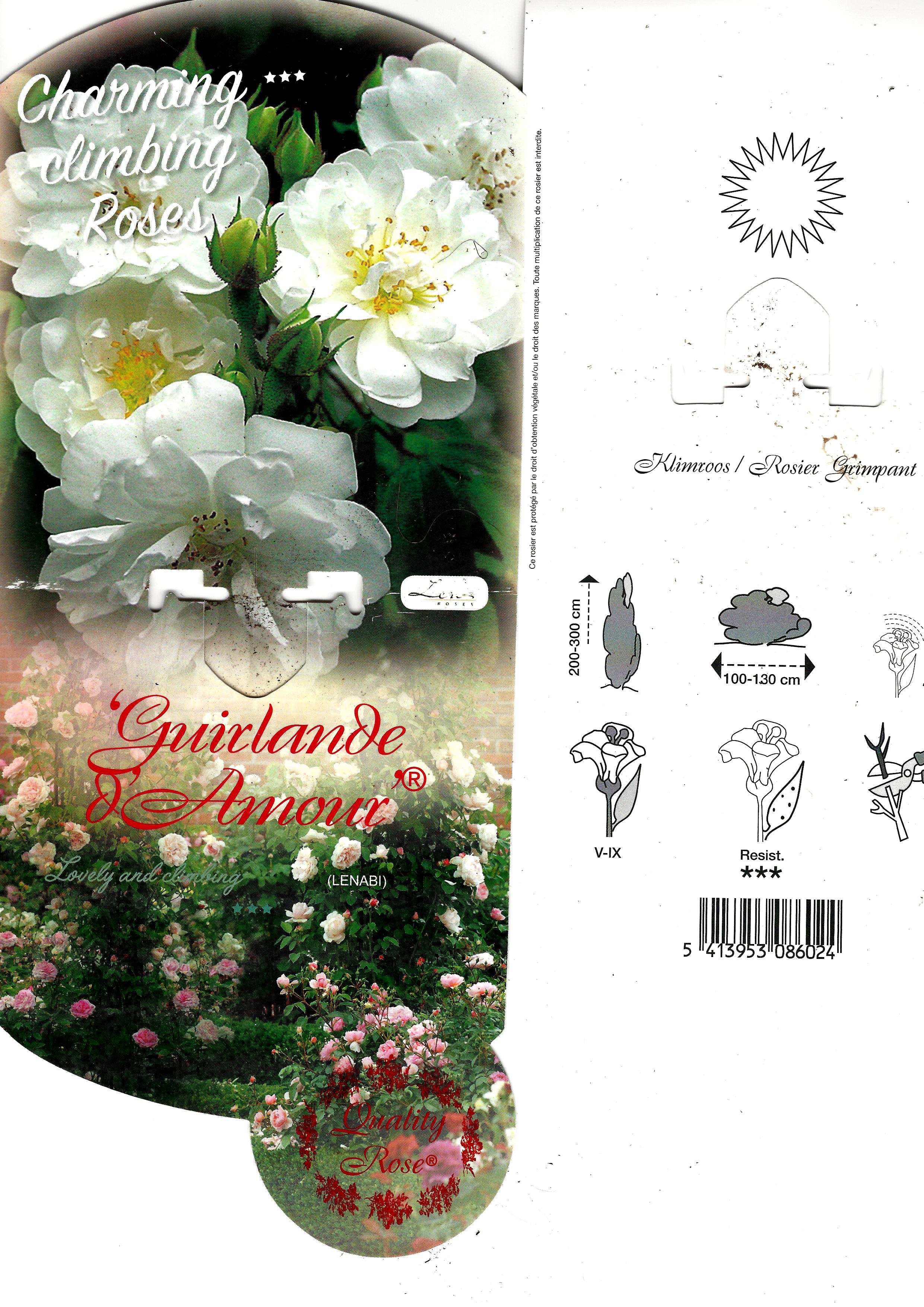 Rose Guirlande d'amour.jpg